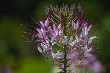 thistle flower in spring
