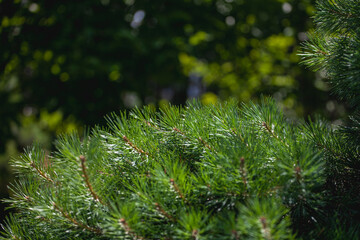 close up of pine tree