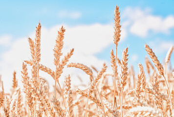 Whitened ears of wheat in the field and blue sky low angle view