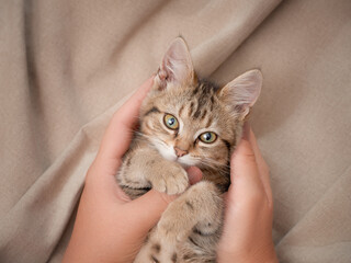 Kitten in the hands of a woman close-up looking at the camera indoors top view
