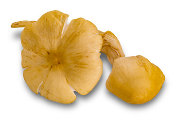 Termite mushroom isolated on white background with clipping path. The mushroom are cultivated by termites by means of a complex natural process that takes place underground.