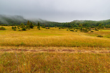 Meadow at the edge of forest on a foggy morning