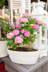 Fototapeta na wymiar Blooming hydrangea in a decorative ceramic pot. Lush pink hydrangea flowers