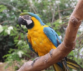 Papagayo típico de zonas tropicales de Centroámerica