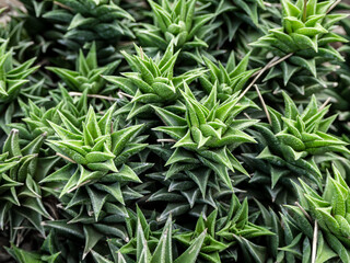 a group of tropical prickly cacti grows in a botanical garden