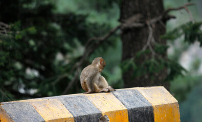 Monkey having food