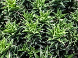 a group of tropical prickly cacti grows in a botanical garden