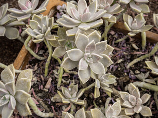 a group of tropical cacti grows in a botanical garden
