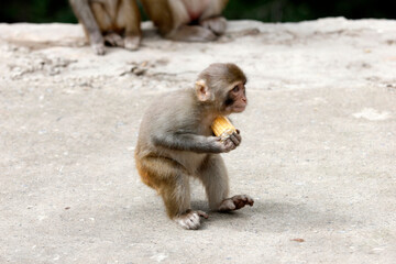 Monkey having food