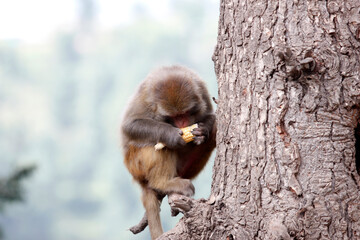 white tailed macaque