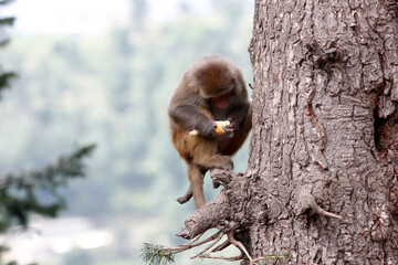 Monkey having food