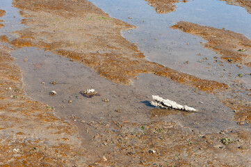Shells and wood in water of Nisqually river in the Billy Frank Jr. Nisqually National Wildlife Refuge, WA, USA