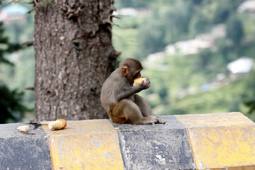 baboon sitting on Road