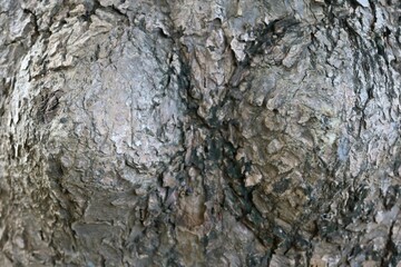 bark of a tree
