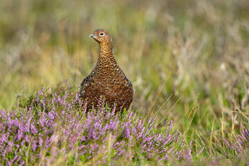 Red Grouse, scientific name: Lagopus Lagopus.  Young male red grouse in August, sat in natural grousemoor habitat with reeds and purple heather.  Facing front.  Copy space.