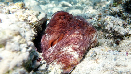 Big Blue Octopus (Octopus cyanea)
Octopus. Big Blue Octopus on the Red Sea Reefs.
