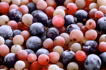 Frozen berries of varieties currants background. Close-up