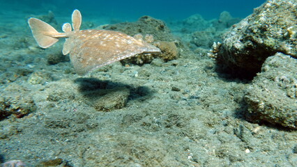 Fototapeta premium Stingrays. Leopard electric stingray. this electric ray grows up to 100 cm, feeds on fish and bottom dwellers. It hunts from an ambush, uses an electric current when attacking.