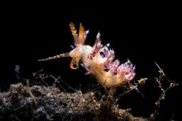Flabellina is a genus of sea slugs, specifically aeolid nudibranchs. These animals are marine gastropod molluscs in the family Flabellinidae. Nudibranch while scuba diving in Lembeh, Sulawesi