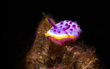 Nudibranch sea slug on the coral reef of macro photography paradise Lembeh in Northern Sulawesi in Indonesia.