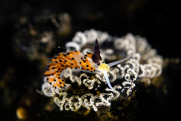 Favorinus tsuruganus is a species of aeolid nudibranch, a sea slug. Scuba diving the coral reef of Tulamben, Bali