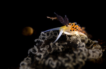 Favorinus tsuruganus is a species of aeolid nudibranch, a sea slug. Scuba diving the coral reef of Tulamben, Bali