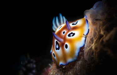 Nudibranch sea slug on the coral reef of macro paradise Lembeh on the tropical island of Sulawesi in Indonesia