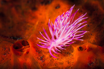 Flabellina is a genus of sea slugs, specifically aeolid nudibranchs. These animals are marine gastropod molluscs in the family Flabellinidae.
