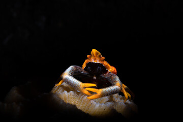 Orange crab on the coral reef of Lembeh in Northern Sulawesi in Indonesia