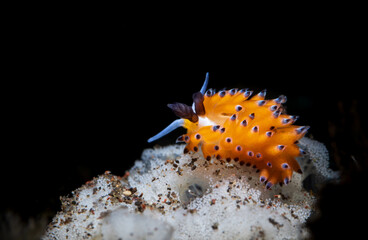 Obraz na płótnie Canvas Favorinus tsuruganus is a species of aeolid nudibranch, a sea slug. Scuba diving the coral reef of Tulamben, Bali