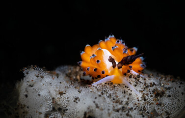 Favorinus tsuruganus is a species of aeolid nudibranch, a sea slug. Scuba diving the coral reef of Tulamben, Bali