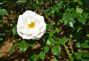 植物　バラ　白いろ