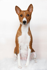 Basenji sits pretty against the white background