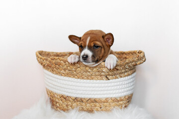 Basenji puppy lying in a basket on a white background