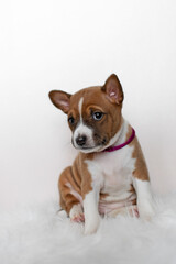 Cute basenji puppy sitting on a white background