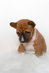 Cute basenji puppy sitting on a white background