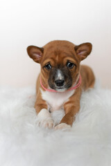 Cute basenji puppy lying on a white background