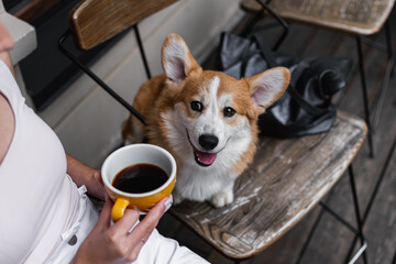 A Welsh Corgi puppy sits on a chair in a cafe and looks at a girl with a cup of coffee