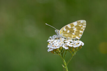 big butterfly on white flower, Eastern Bath White, Pontia edusa