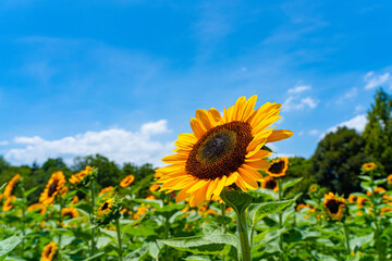 青空の下の満開の向日葵