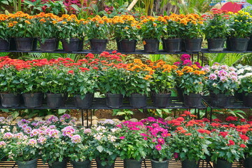 Flower China Aster or Callistephus Chinensis in the pot of flower garden. Beautiful flower with colorful colors for decorating home. Perfect for natural background or wallpaper. 