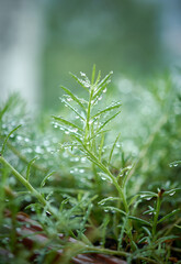 Fresh green plant with water drops. Morning dew background concept. Selective focus.