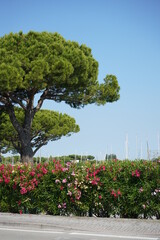 Fototapeta premium Groomed Trees in Italy nice road empty morning walk