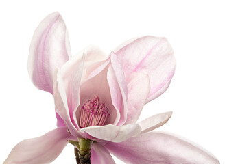 Purple magnolia flower, Magnolia felix isolated on white background, with clipping path 
