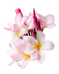Pink Plumeria flowers (Frangipani), Fragrant pink flower blooming on branch, isolated on white background, with clipping path 
