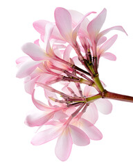 Pink Plumeria flowers (Frangipani), Fragrant pink flower blooming on branch, isolated on white background, with clipping path 