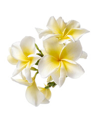 White Plumeria flowers (Frangipani), Fragrant white flower blooming on branch, isolated on white background, with clipping path
