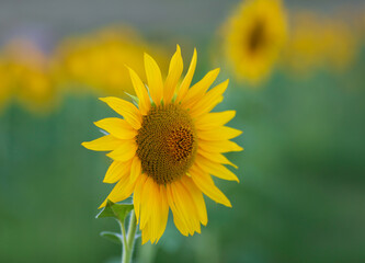 sunflowers