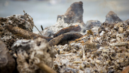 Abstract background of wood burned with blur background