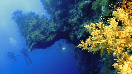 Underwater photo of a beautiful drop off wall with soft corals
